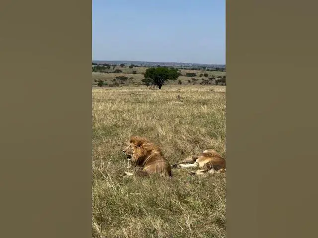 Video thumbnail for Serengeti lions are something else! Watch these two handsome males