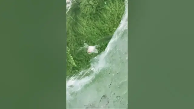 Video thumbnail for Ice Fishing for Pike with Garmin Livescope #shorts