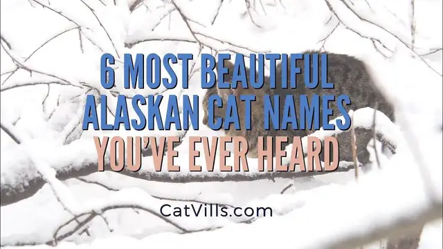 Video thumbnail for 6 MOST BEAUTIFUL ALASKAN CAT NAMES YOU’VE EVER HEARD