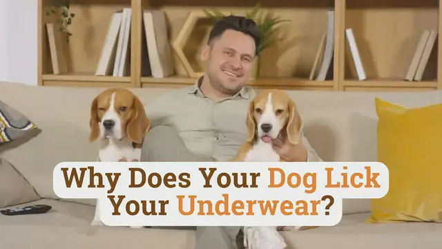 'Video thumbnail for Why Does Your Dog Lick Your Underwear?'