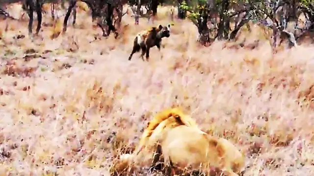 Video thumbnail for Spotted Hyena Walks Straight Into Male Lion - Latest Wildlife Sightings