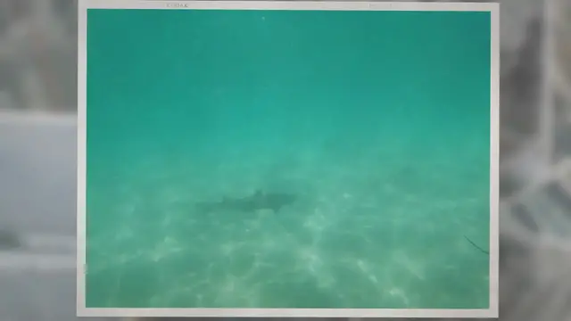 Video thumbnail for Are There Sharks in San Diego?