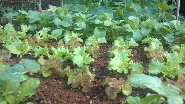 Video thumbnail for 9 Subtle Differences Between JADAM and Korean Natural Farming