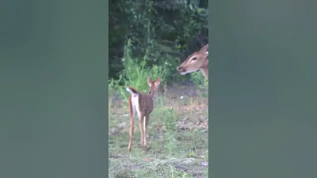 Video thumbnail for Spotted deer fawn #shorts