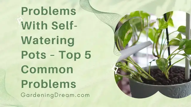 Video thumbnail for Problems With Self Watering Pots – Top 5 Common Problems
