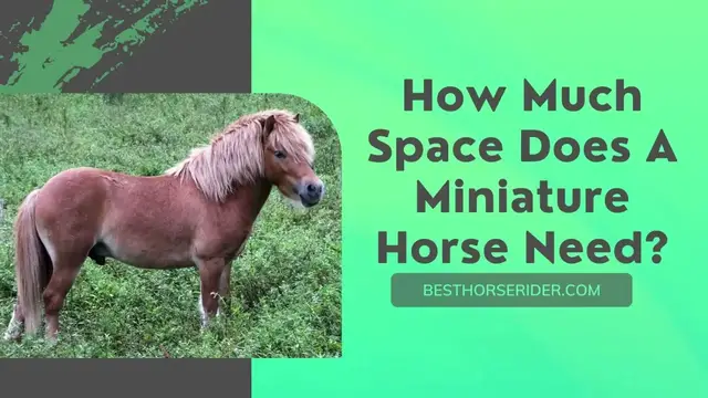 Video thumbnail for How Much Space Does A Miniature Horse Need?