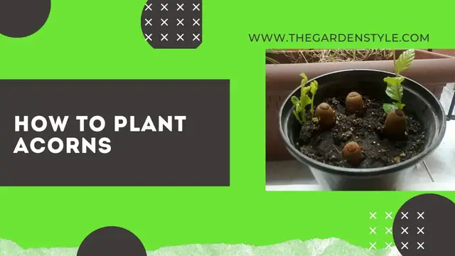 Video thumbnail for How to Plant Acorns in a Pot Step by Step 🌳 🐿️