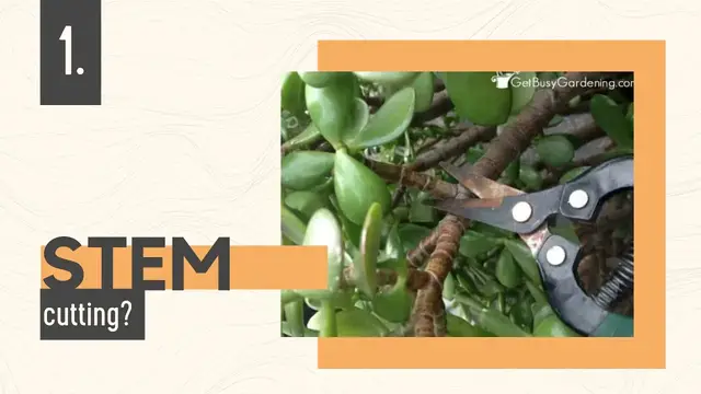 'Video thumbnail for How to Grow Jade Plant from Cuttings?'