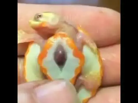 Video thumbnail for small Tortoise new born baby | tortoise baby | tortoise baby funny moments #shorts