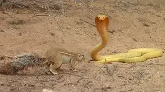 Video thumbnail for Squirrel Battles Cobra to Protect Her Babies