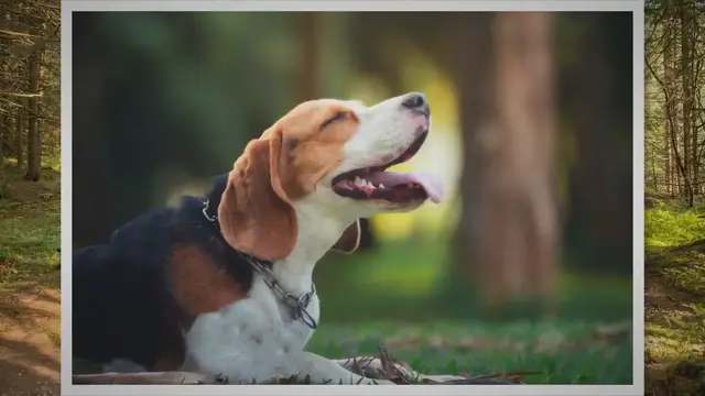 'Video thumbnail for Lenguaje corporal: ¿Qué nos quiere decir nuestro beagle? 🐕'