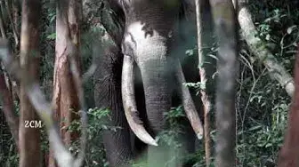 Video thumbnail for Huge Tusker Elephant appearing from the jungle|  Wilpattu national park