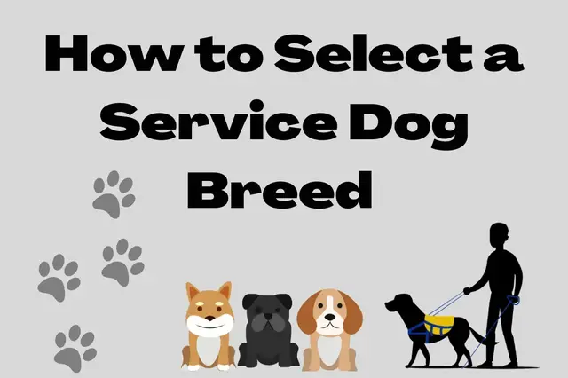 'Video thumbnail for Selecting a Service Dog Breed '