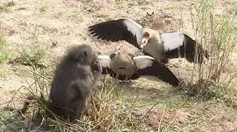 Video thumbnail for Geese Brutally Attack Hungry Baboon