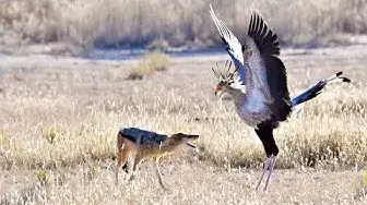 Video thumbnail for SECRETARY BIRD HARASSES JACKAL