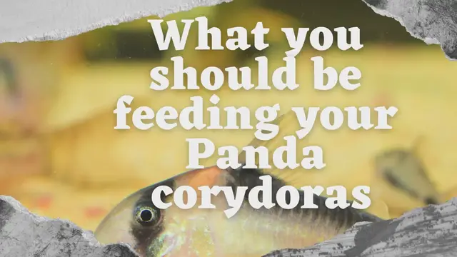Video thumbnail for What you should be feeding your panda corydoras
