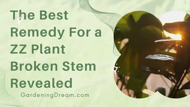 Video thumbnail for The Best Remedy For a ZZ Plant Broken Stem Revealed