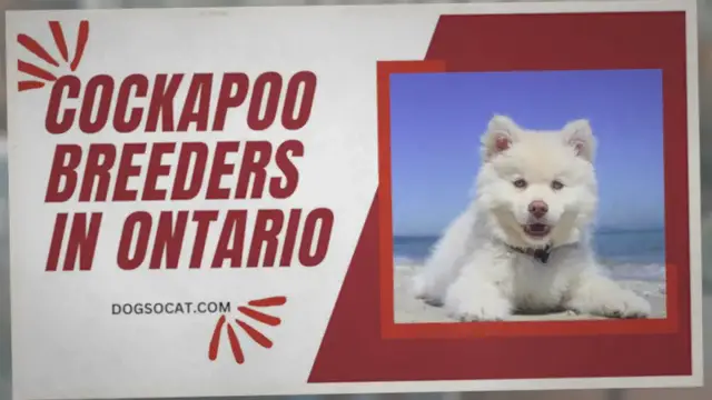 'Video thumbnail for Cockapoo Breeders in Ontario'