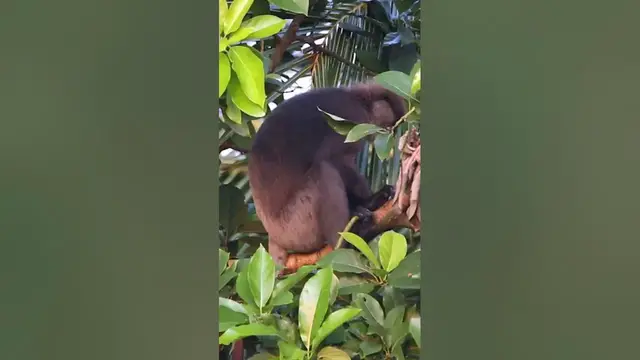 Video thumbnail for Monkey | Purple faced leaf monkey  #shorts