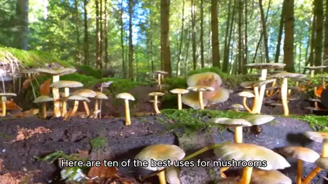 Video thumbnail for ten best uses of Mushroom