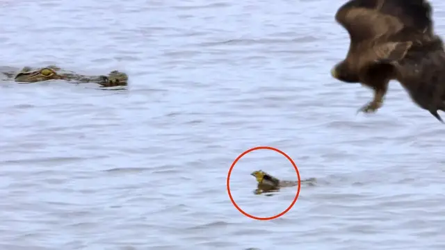 Video thumbnail for Baby Bird Leaves Nest, Survives Hawk, Gets Eaten by Crocodile