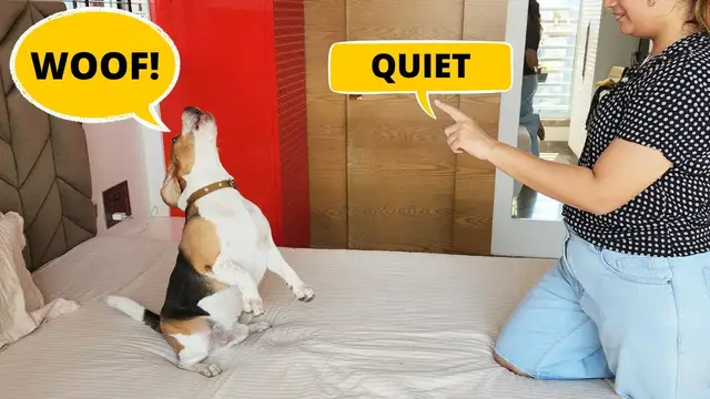 Video thumbnail for How to Teach your Beagle to Bark Less?