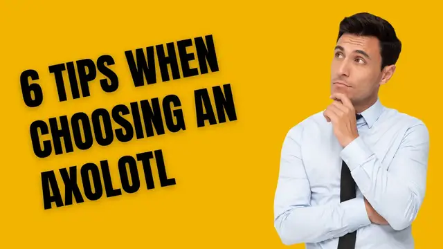 'Video thumbnail for 6 Tips when Choosing an Axolotl'