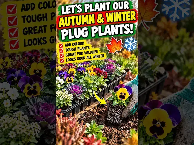 Video thumbnail for Don't Leave Your Garden Empty This Winter! 🌸🍂 #shorts