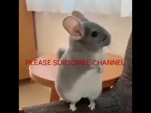 'Video thumbnail for Snake funny video | funny video | funny animals video #shorts'