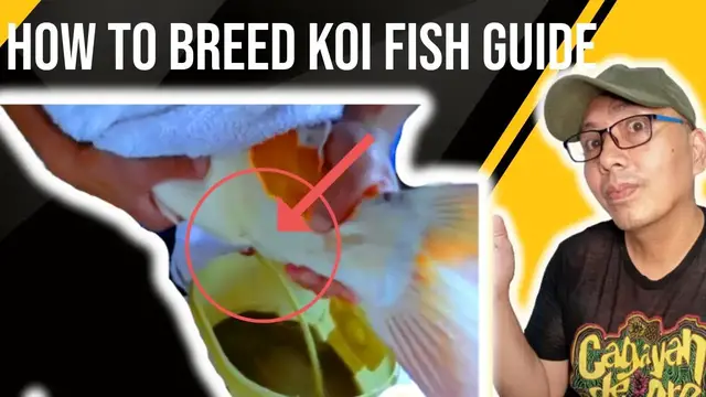 Video thumbnail for Nobody is doing this yet  The Most Important Part How To Breed Koi fish full version