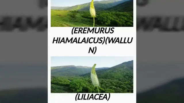 Video thumbnail for The Flora of Kashmir