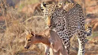 'Video thumbnail for Duiker Shouts For Help As Leopard Plays With It'