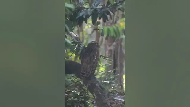 Video thumbnail for Owl | Brown fish owl #shorts