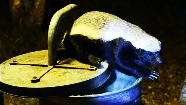 Video thumbnail for Honey Badger Raids a Rubbish Bin in the Camp - Latest Wildlife Sightings