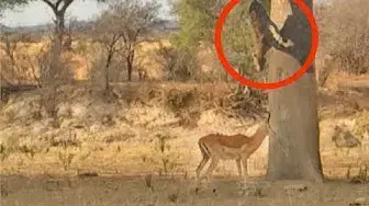 Video thumbnail for Leopard Jumps on Impala From Tree!