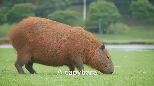 Video thumbnail for Cute & cuddly: Get to Know the Capybara!