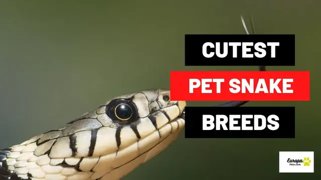 'Video thumbnail for Cutest Pet Snake Breeds'