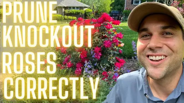 'Video thumbnail for Best Way To Prune Roses: Secret 5-Leaf Explanation'
