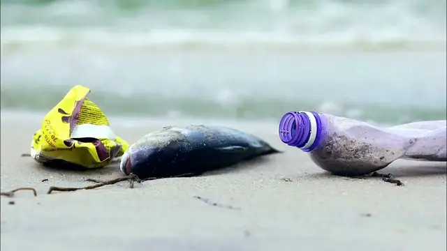 Video thumbnail for Best Ways To Reduce Ocean Acidification