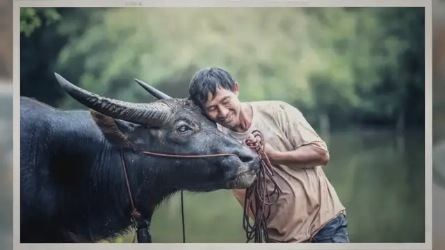 Video thumbnail for Are Cows Friendly Toward Humans?