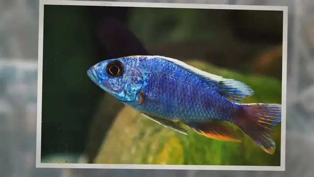 Video thumbnail for African Cichlid Care Guide & Species Profile