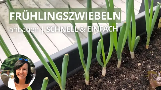 'Video thumbnail for Der einfachste Weg Frühlingszwiebeln anzubauen - Frühlingszwiebeln nachwachsen lassen | Regrowing'