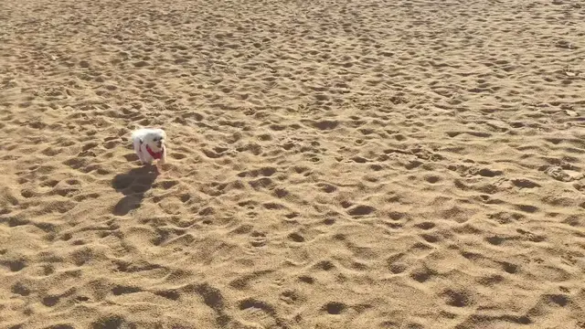 'Video thumbnail for Christmas Day on the beach ☀️ We’re getting there with recall 🙊 #pettravel #dogtraining #portugal'