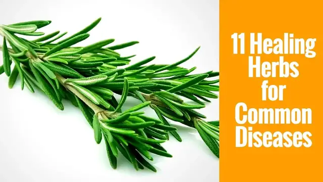 Video thumbnail for Healing Herbs | 11 Herbs That Help You Prevent 11 Common Human Diseases
