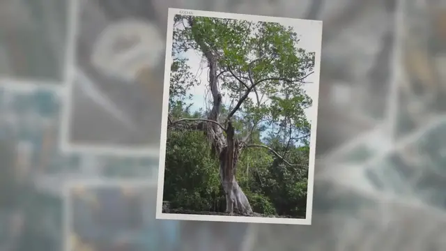 Video thumbnail for  Florida strangler fig