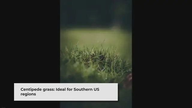 Video thumbnail for 15 Best Grass To Mix With Centipede (Selected)