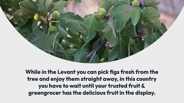 Video thumbnail for Figs Caprese with Za’atar Oil