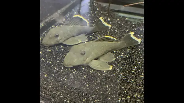 Video thumbnail for August 2022 aquarium shorts compilation