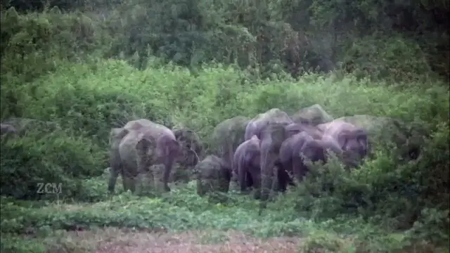 Video thumbnail for Elephant herd running back in to the forest | Wilpattu national park