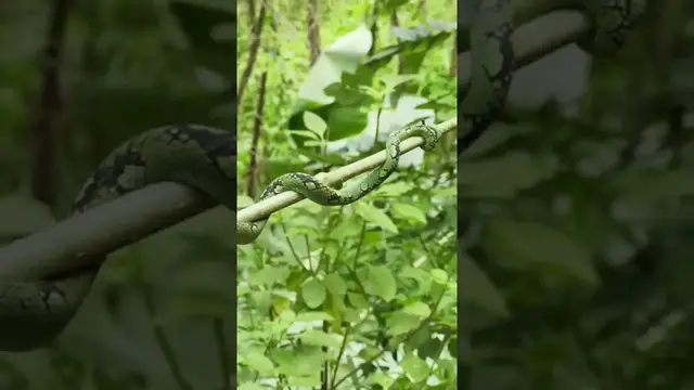 Video thumbnail for Snake Green Pit Viper #shorts